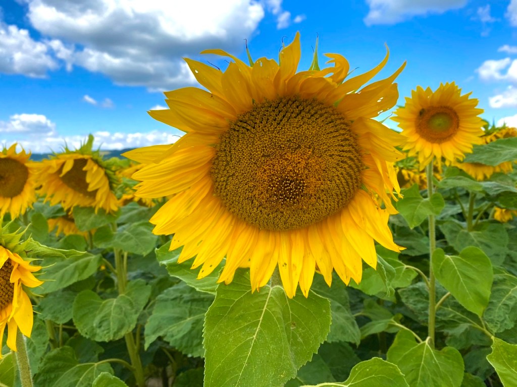 Happy Sunflowers